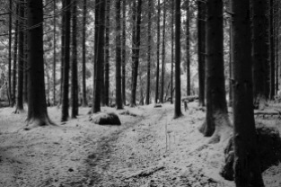 Gespenstische Stimmung im Wald.
